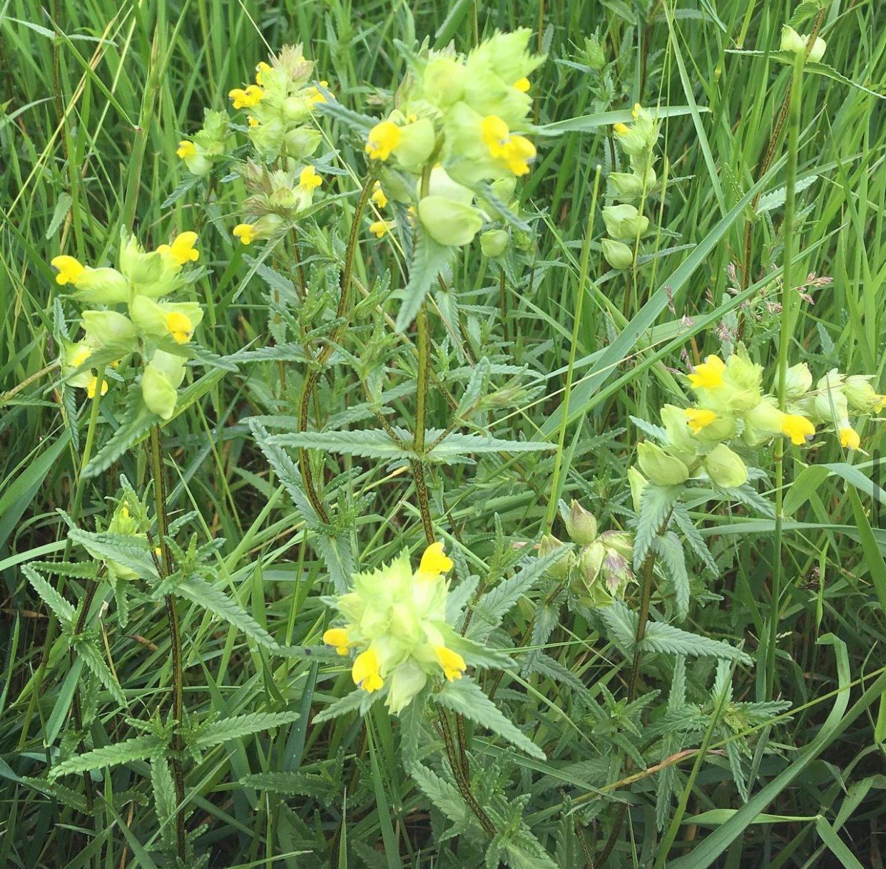 Yellow Rattle on wildflower meadow.jpg