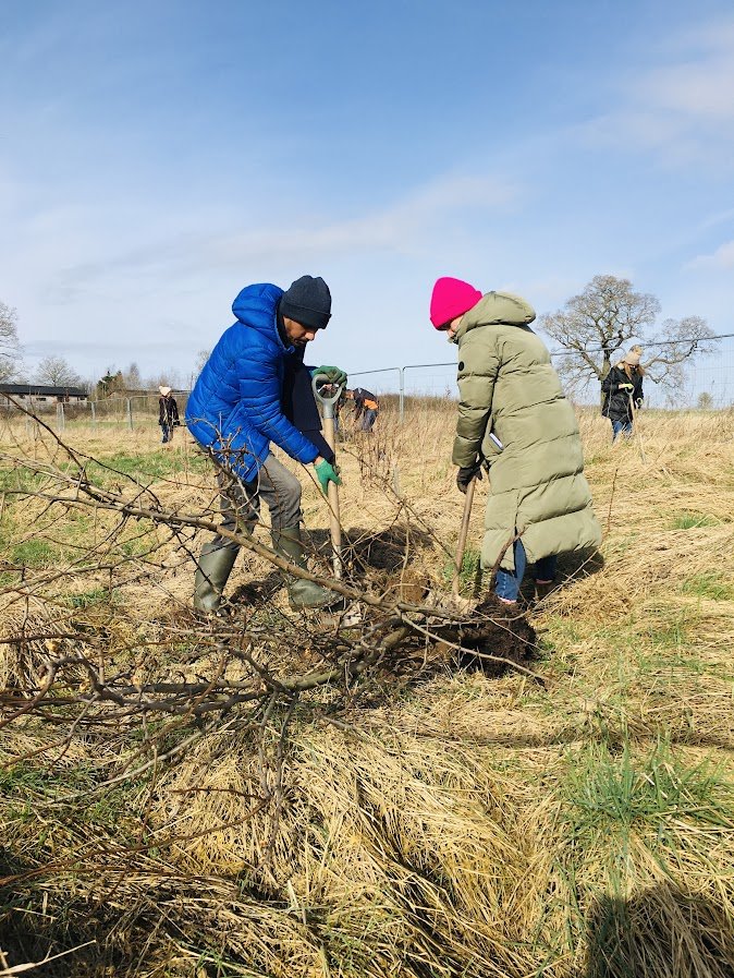 planting fruit trees in midlands orchard.JPG