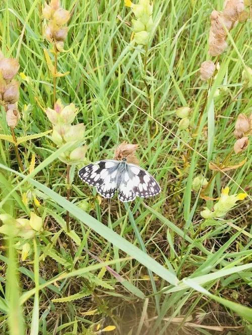 Butterfly+on+Yellow+Rattle.webp