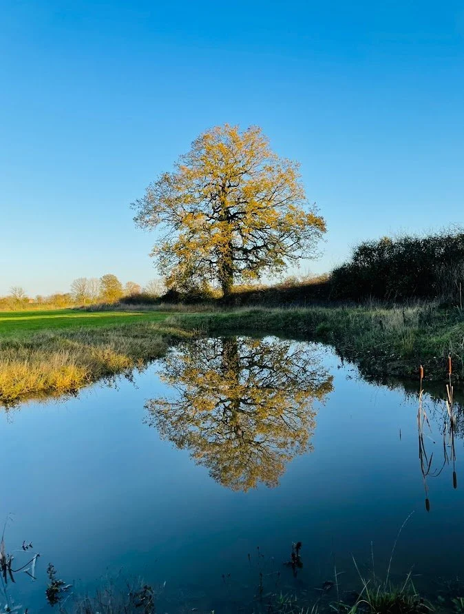 Oak tree in Stratford upon avon.jpg