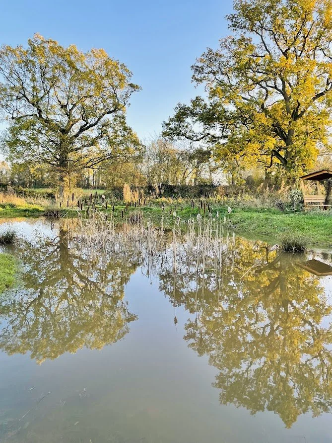 Oak trees in stratford upon avon.jpg