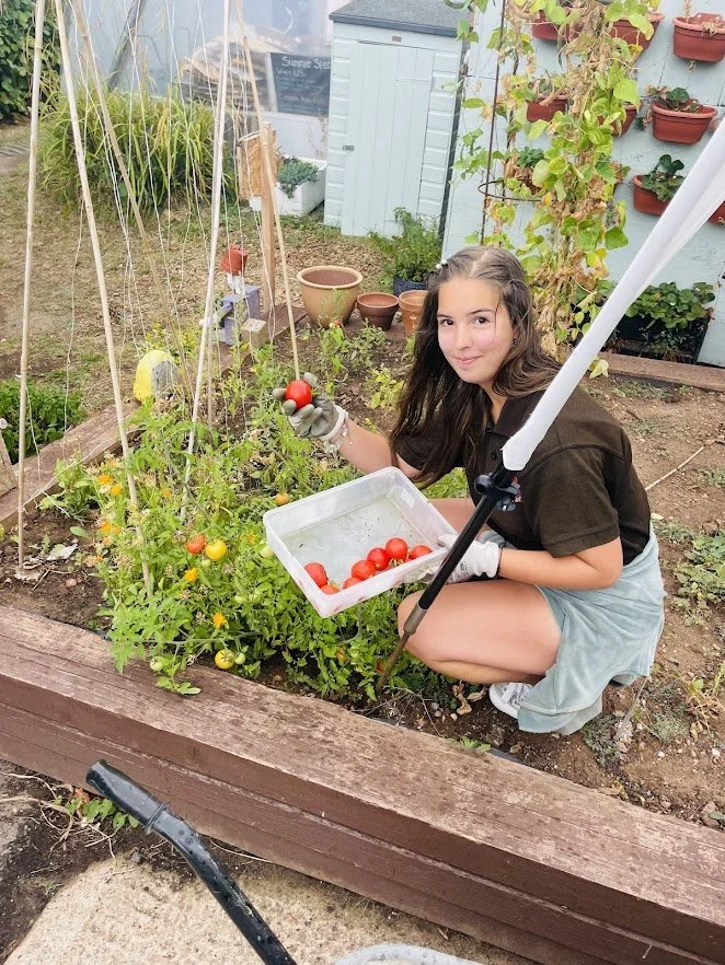 vegetable plot growing tomatos.jpg