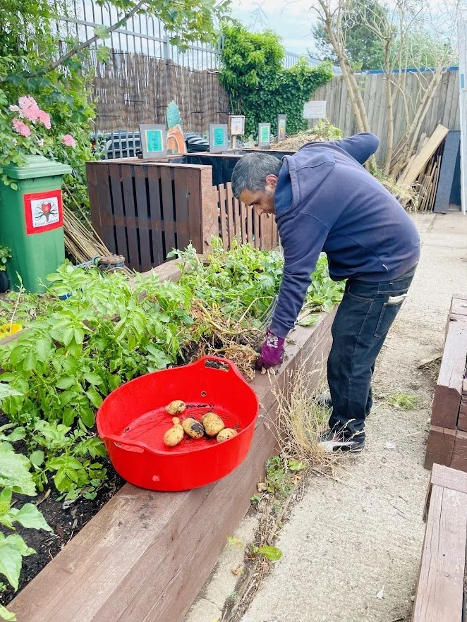 harvesting potatos at community veg garden.jpg