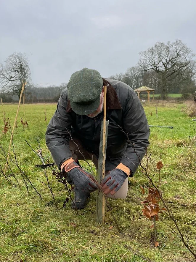 beach tree sapling being planted.JPG