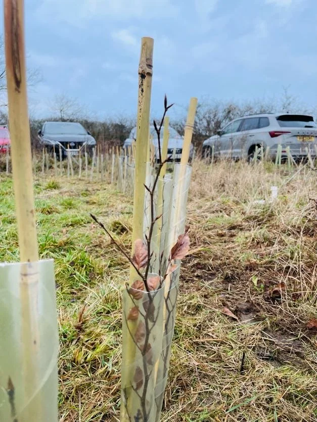 beach tree sapling.jpg