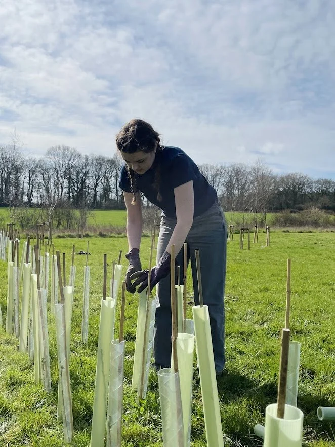 tree planting to create hedgerow at nature reserve in stratford-upon-avon.jpg