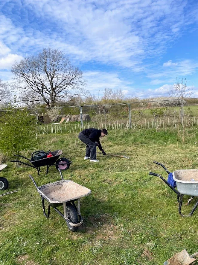 planting apple trees in orchard.jpg