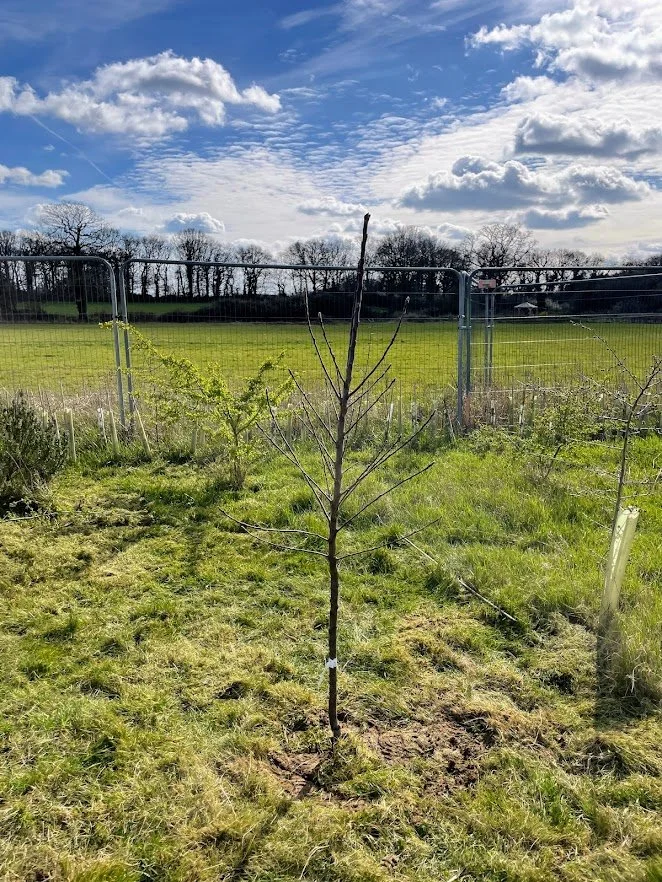Thatchers apple tree.jpg