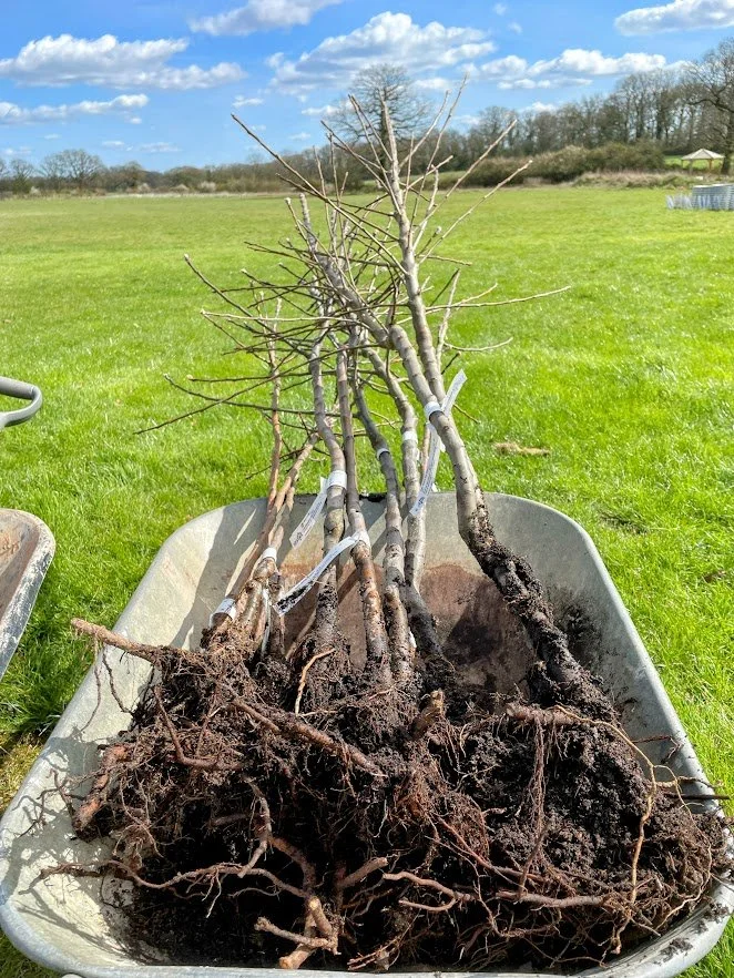 Thatchers apple trees for Community project.jpg