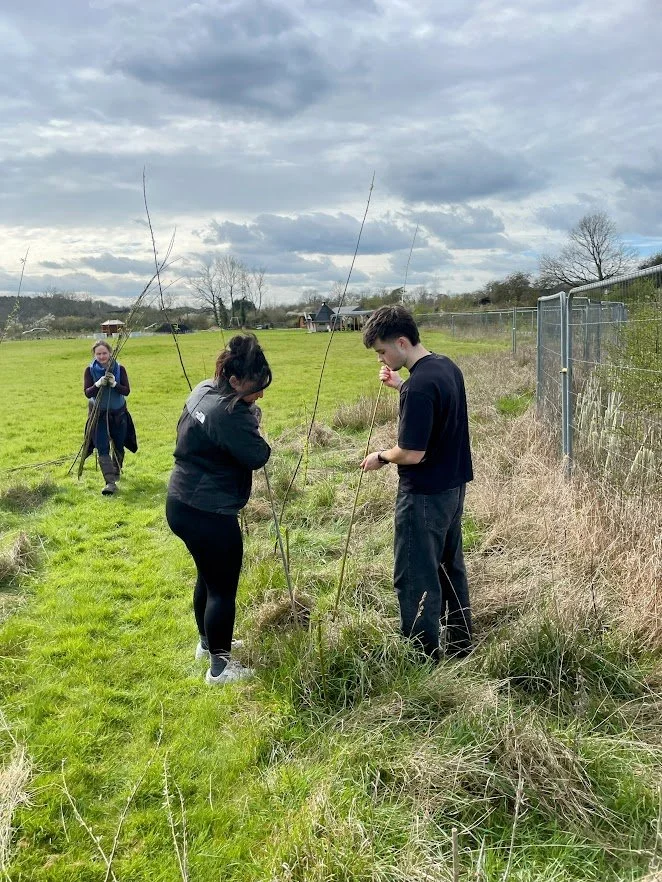 planting willow whips in nature reserve.jpg