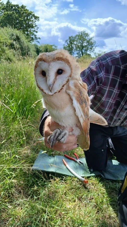 Barn Owl in Stratford-upon-Avon.jpg