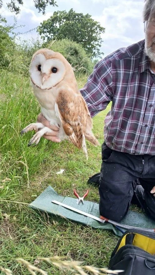 Barn Owls in Warwickshire nature reserve.jpg