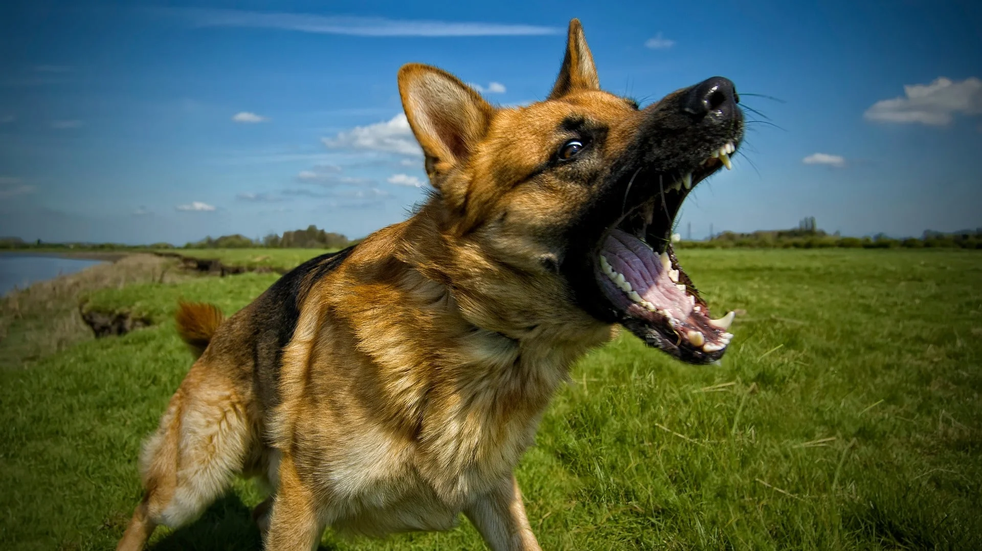 Barking dog.jpg