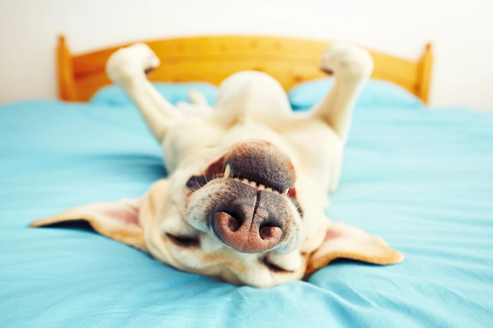 Bakjac dog laying on bed.jpg