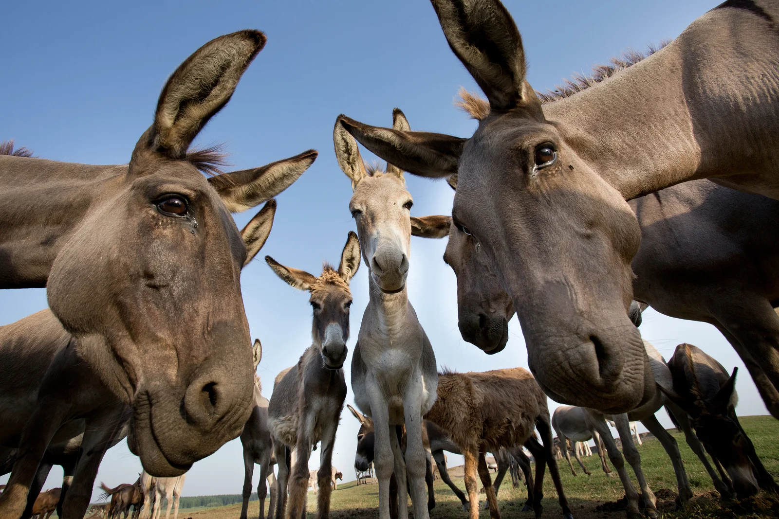 bakjac donkey.jpg
