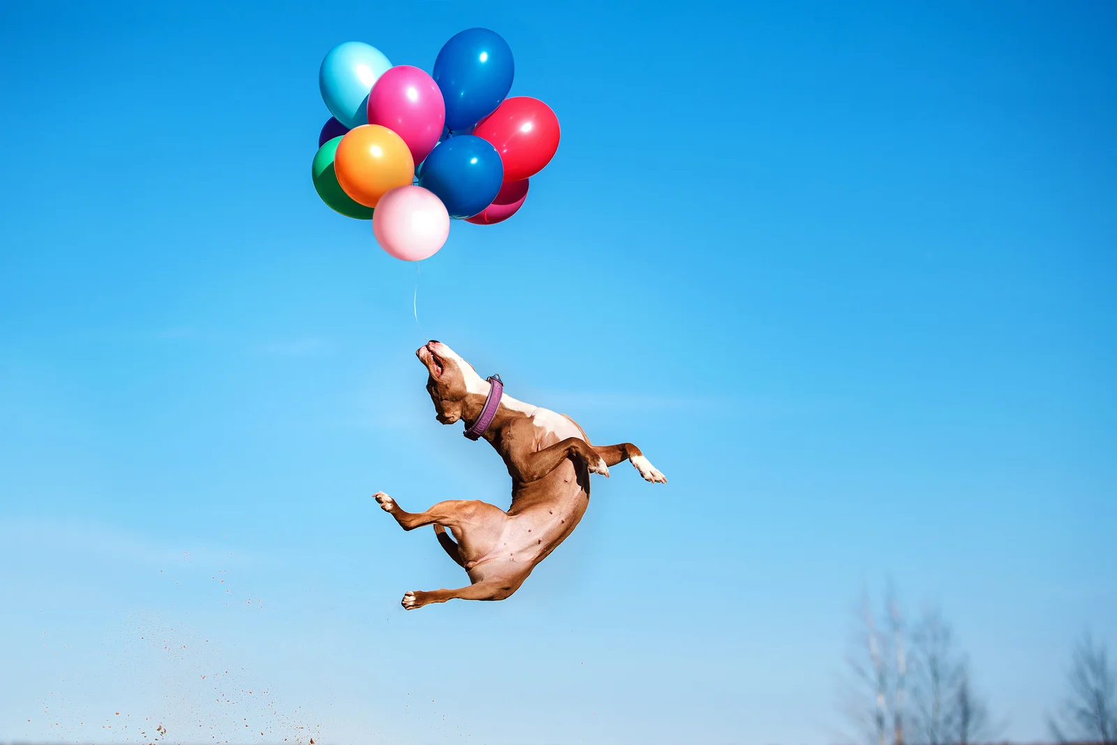 bakjac ballons.jpg