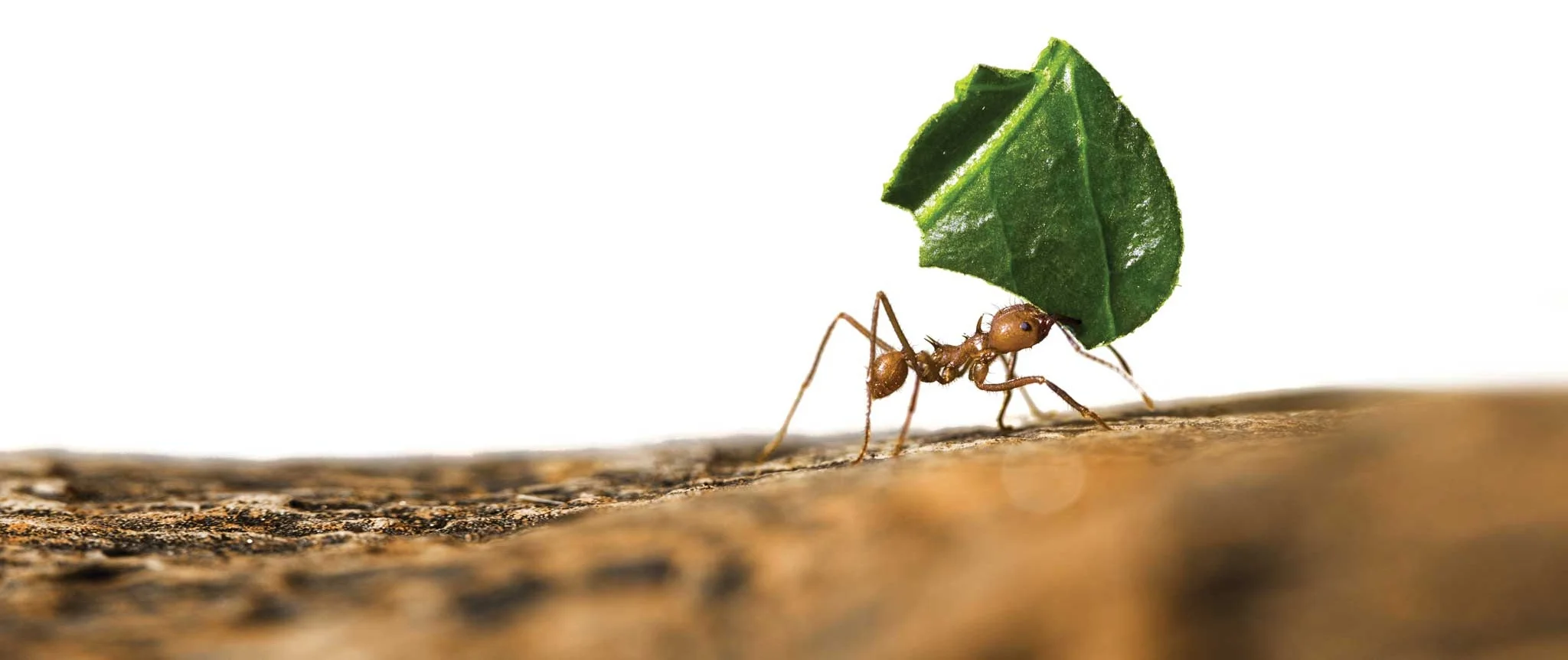 ant.jpg