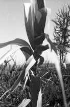 UNEARTHED: AMERICA'S FARM WORKERS AND THE H-2A VISA