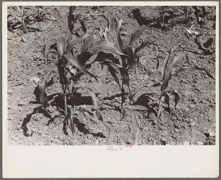 UNEARTHED: AMERICA'S FARM WORKERS: Rights and Responsibilities