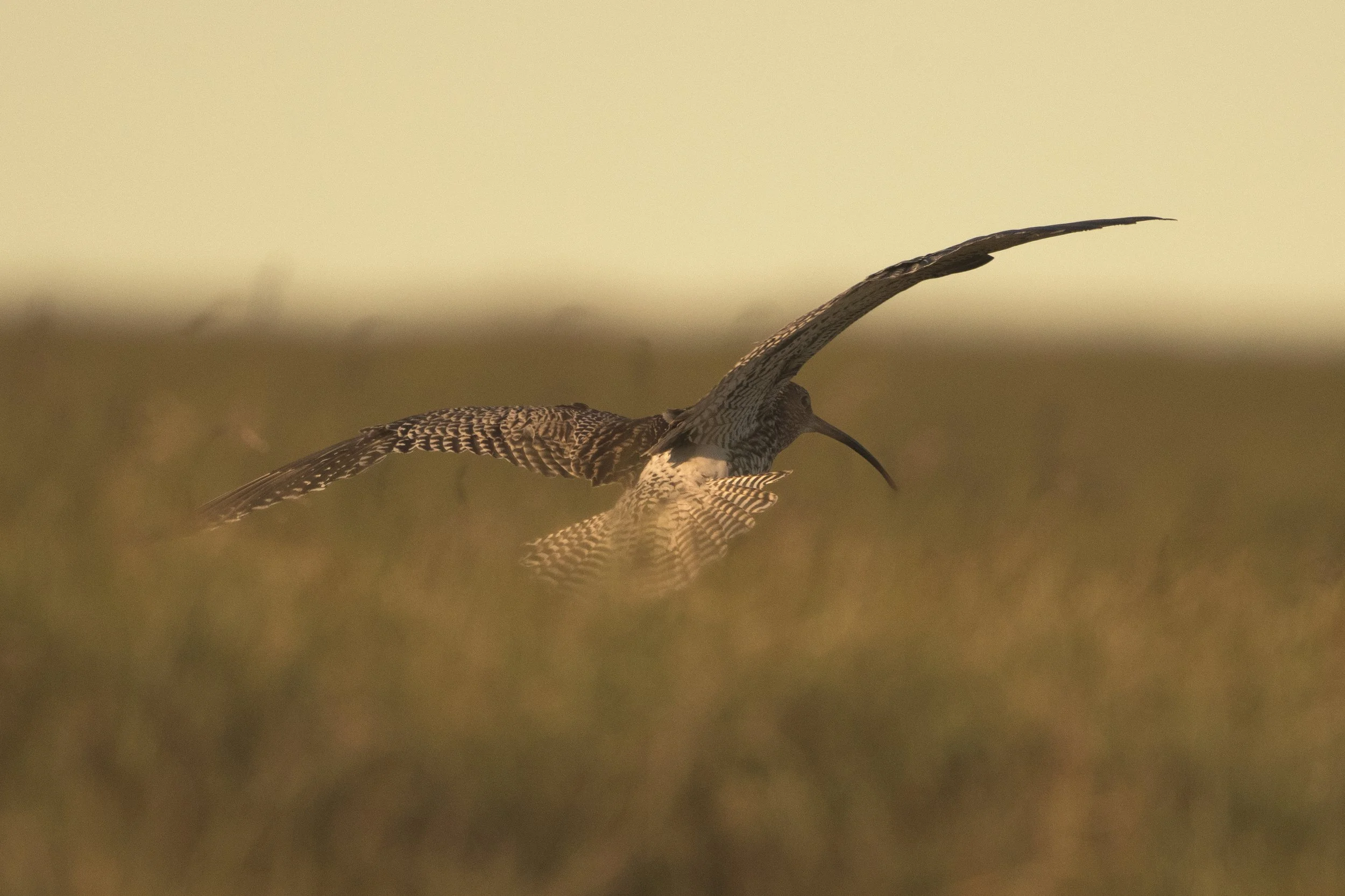 Curlew-63.jpg