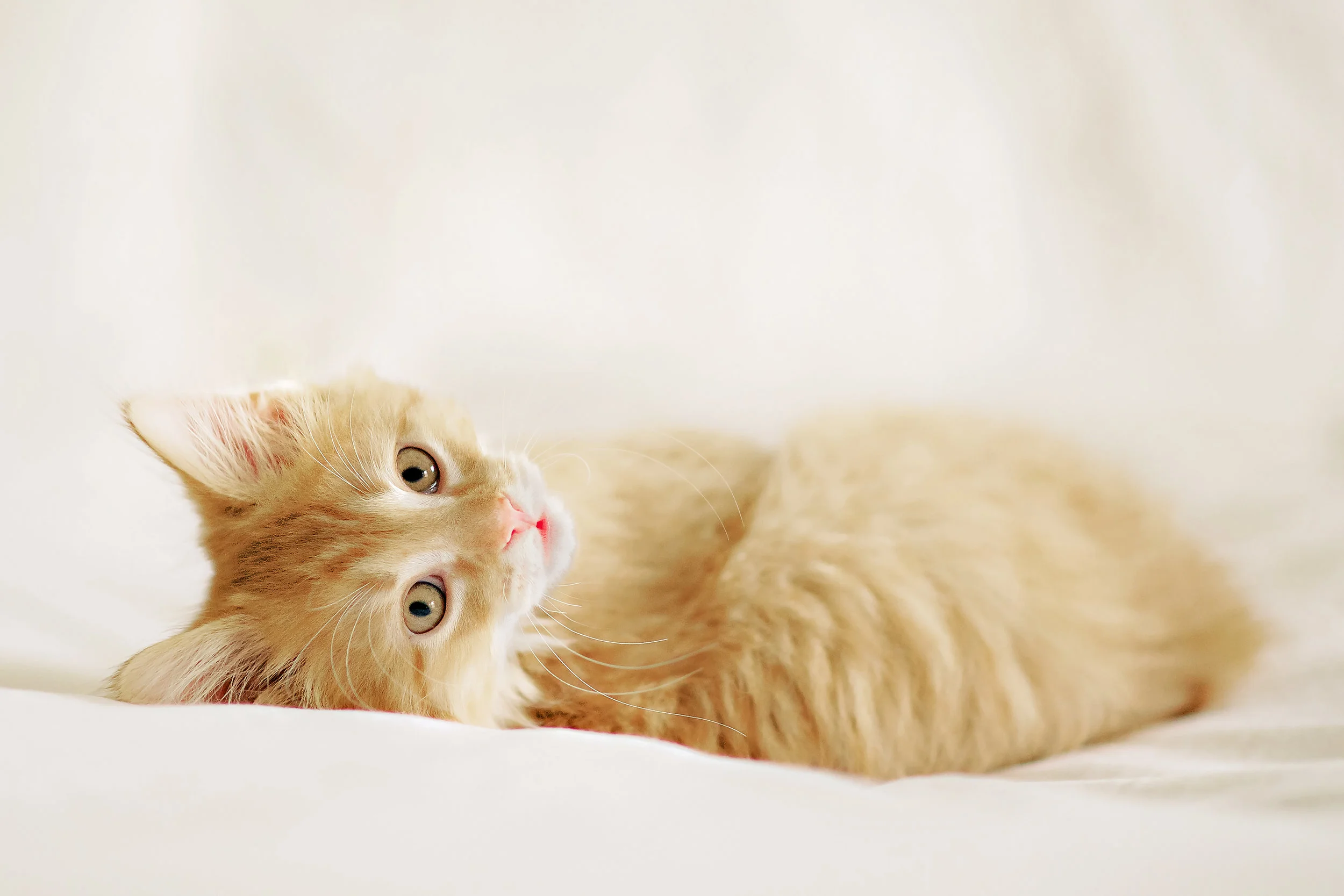fluffball.jpg