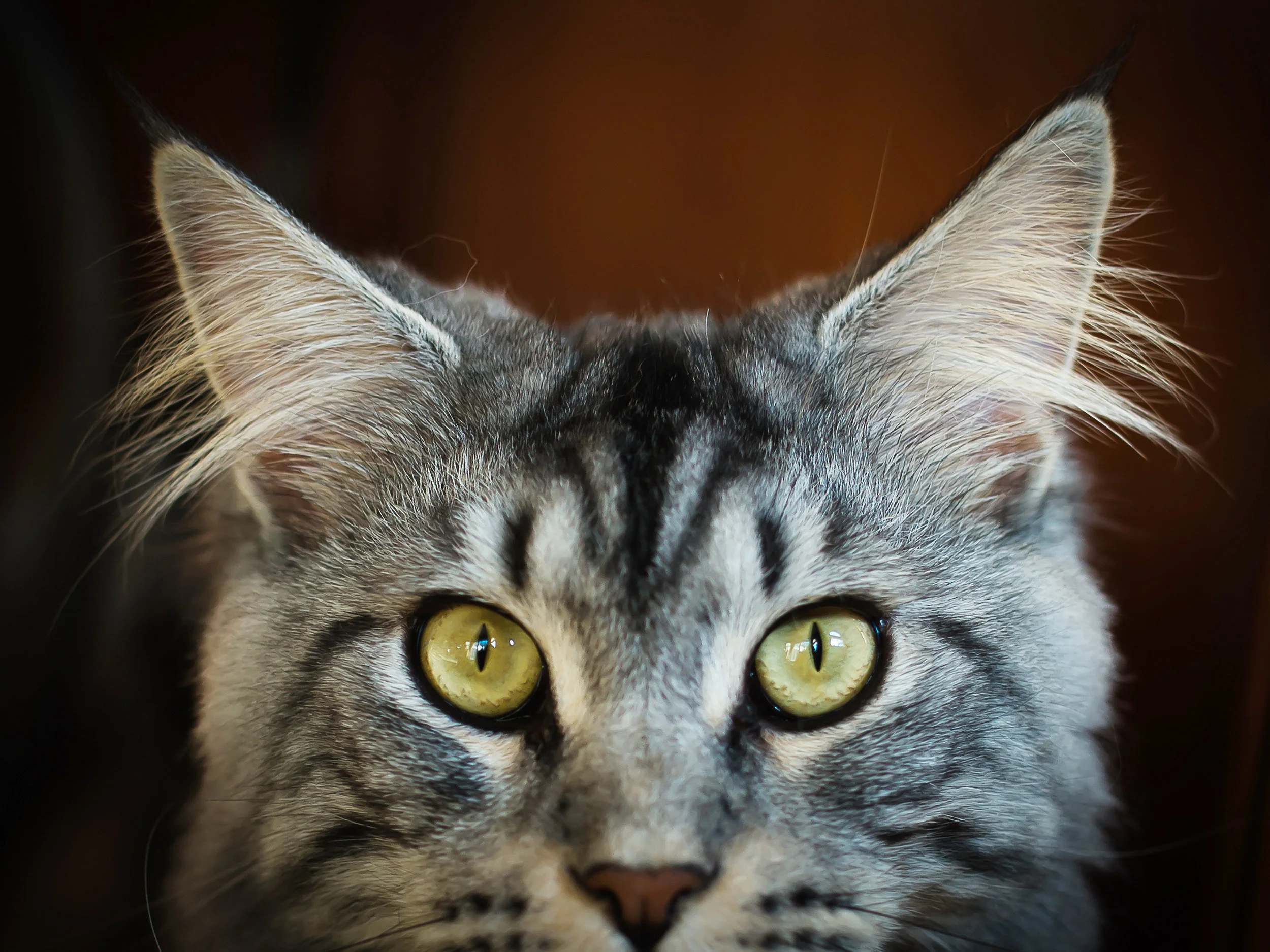mainecoon.jpg