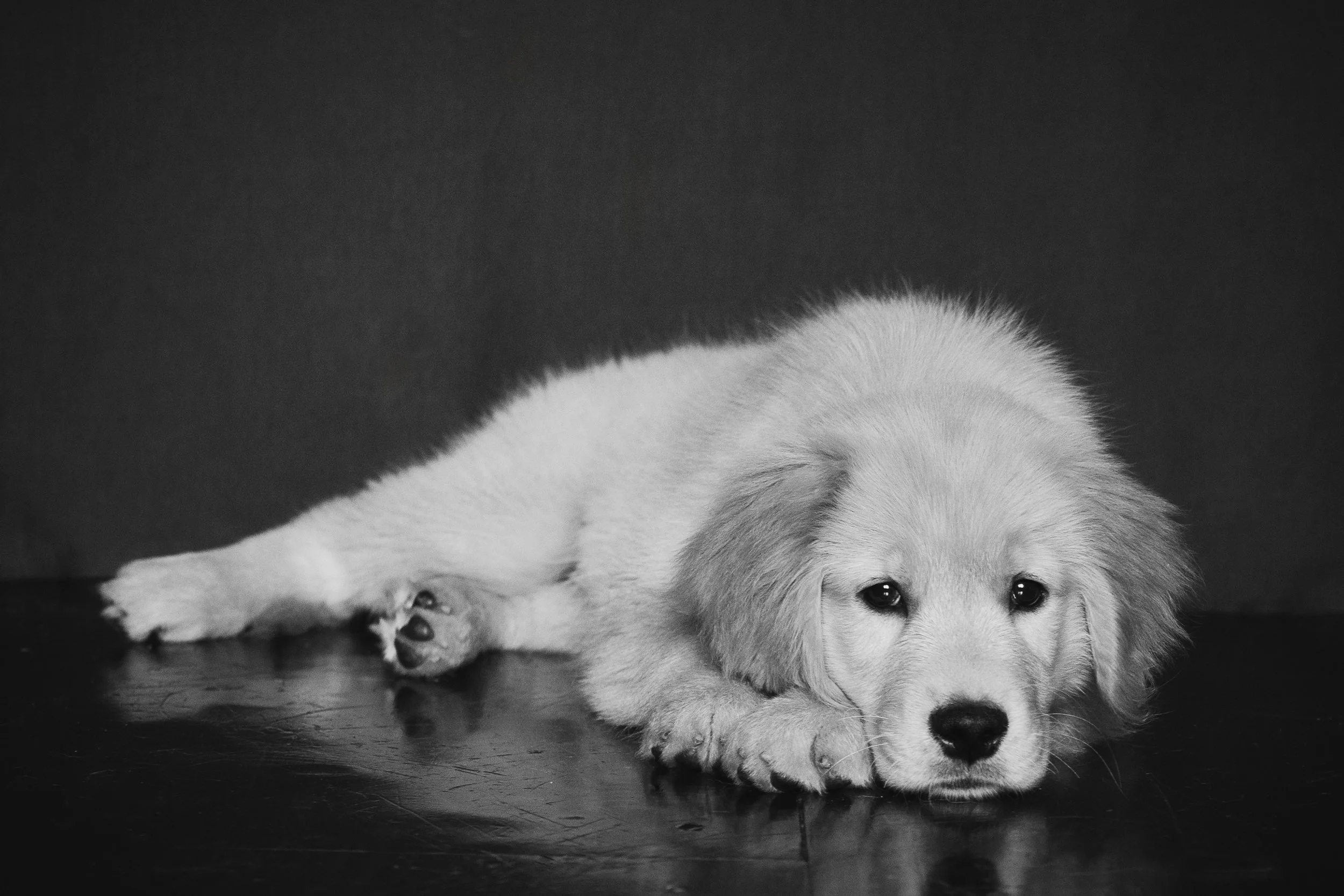 Stella_Luna-19.jpg