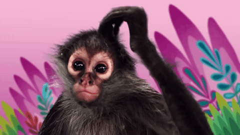 monkey.gif