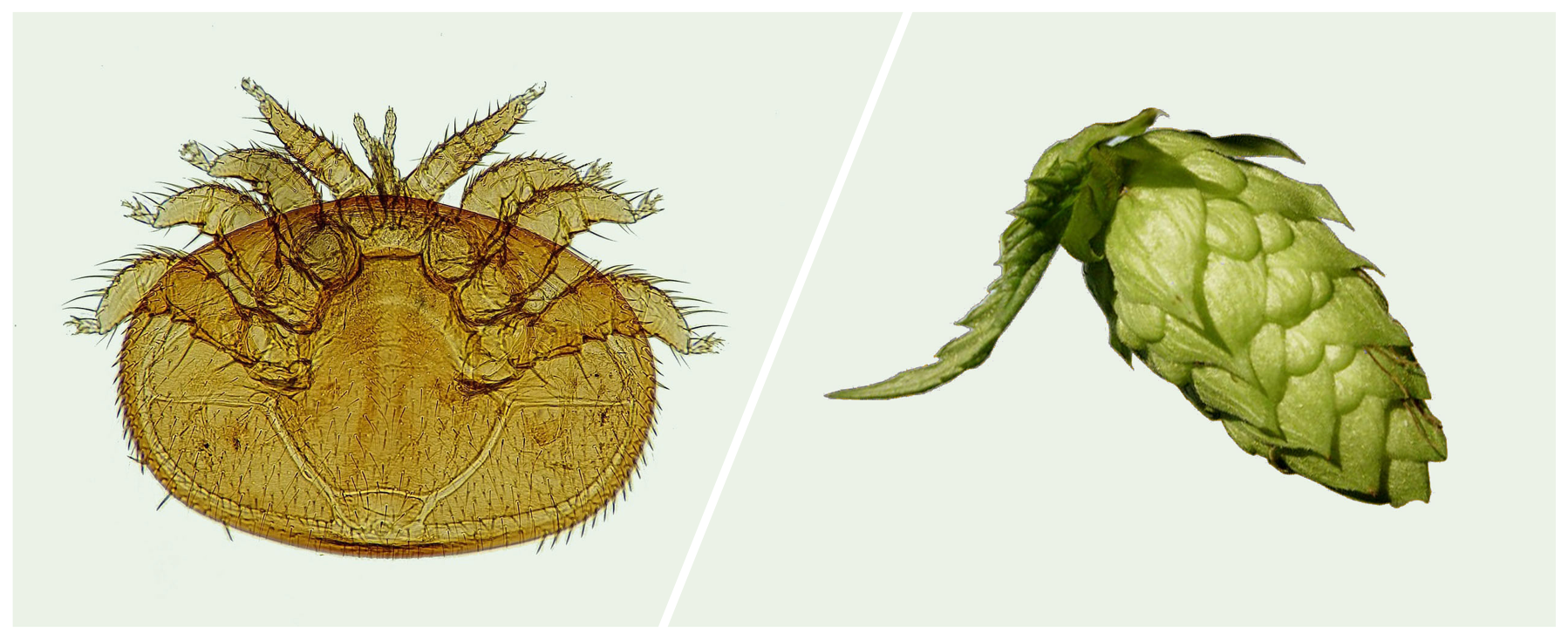  Left, a varroa mite. Right, a hop flower.