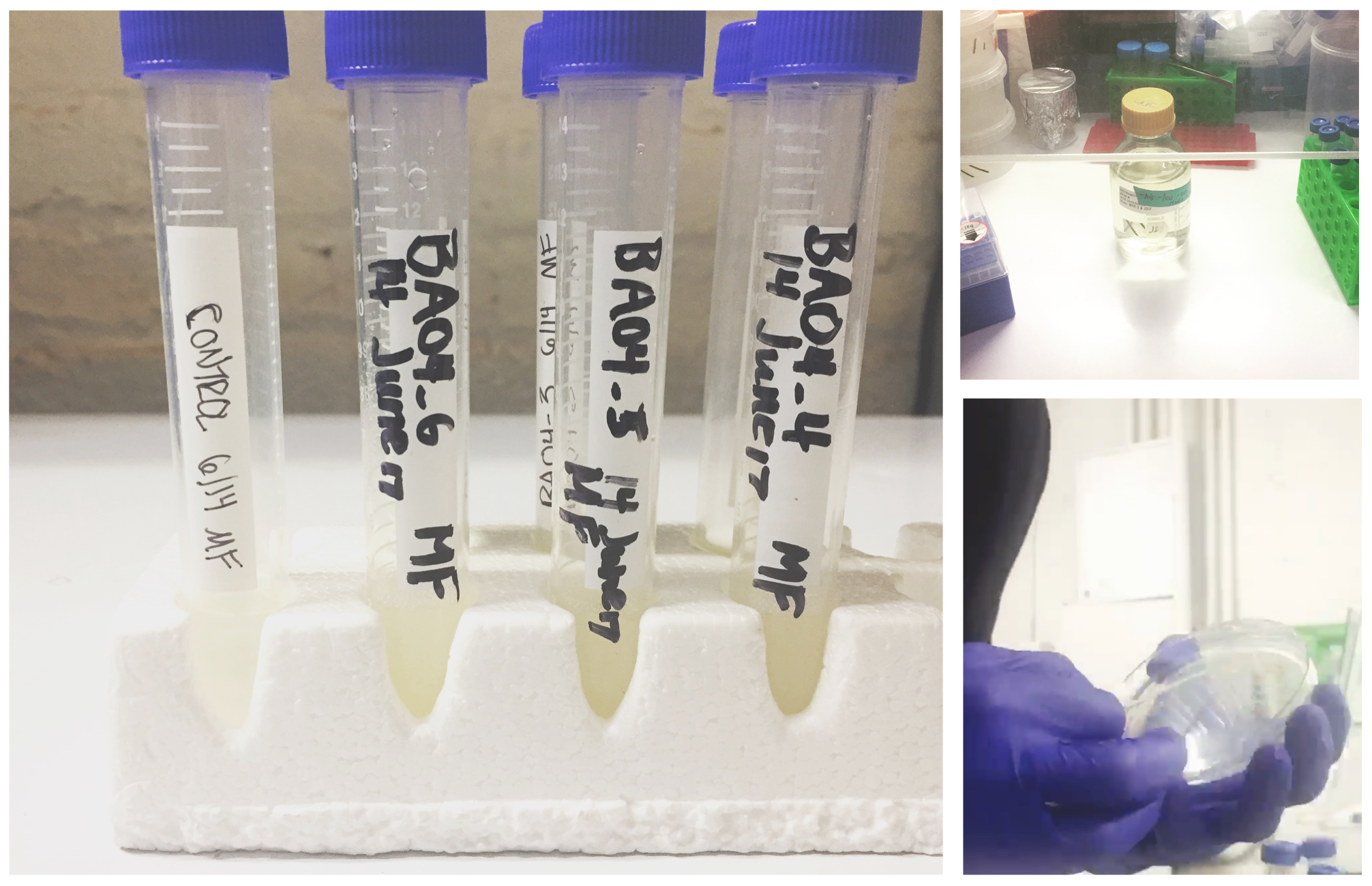 Working on our yeast at Genspace , a community biology lab in Brooklyn.