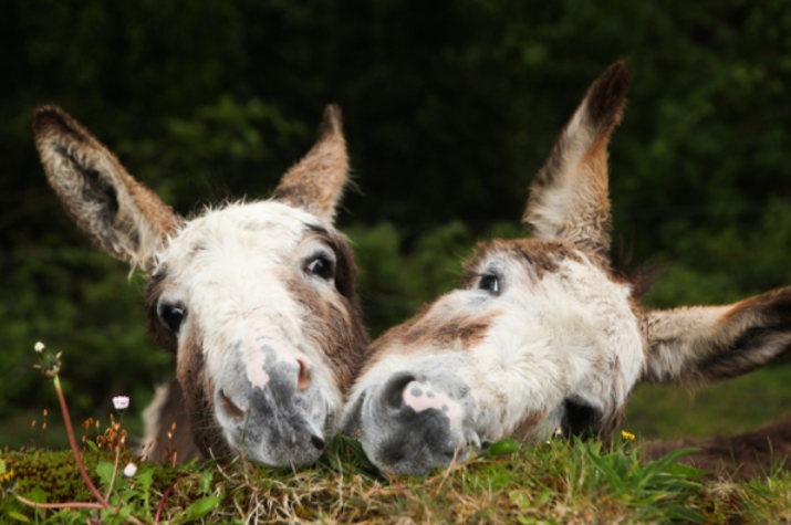 Killarney, Kenmare and the Ring of Kerry