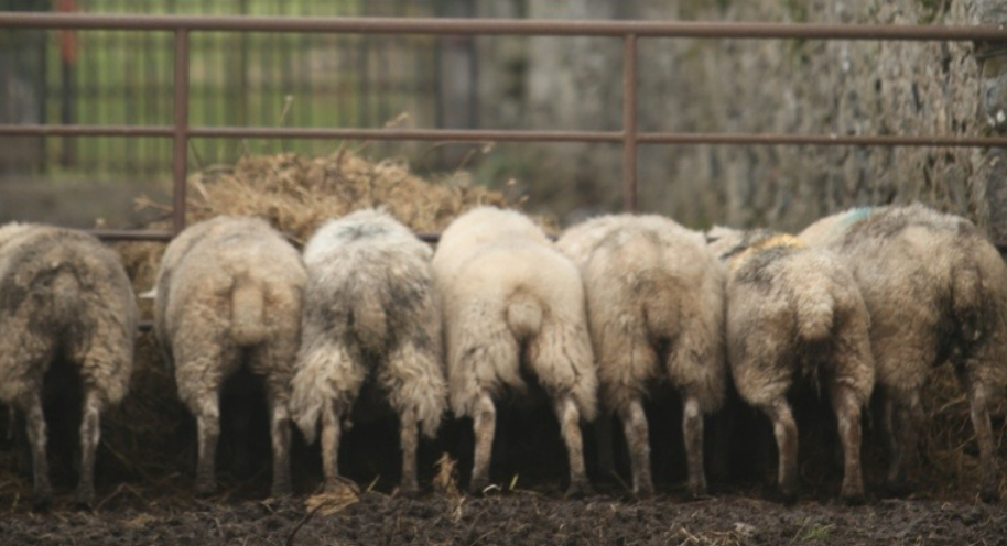 Road Warrior:  My Week in Wicklow, Kilkenny and Wexford