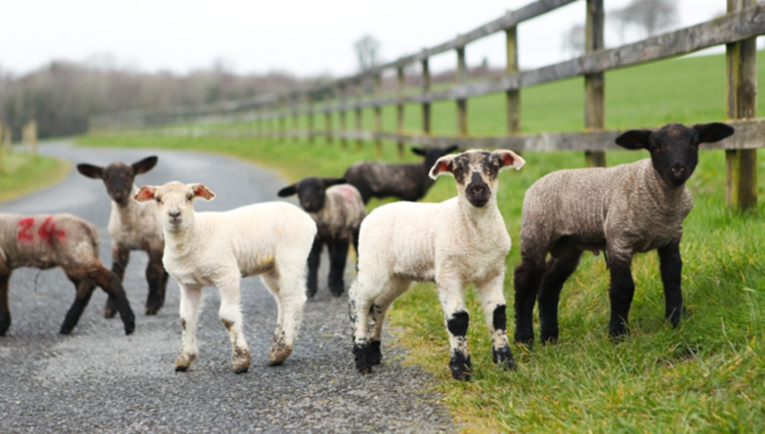 Ireland and England:  My Donation to the Massachusetts Resiliency Center