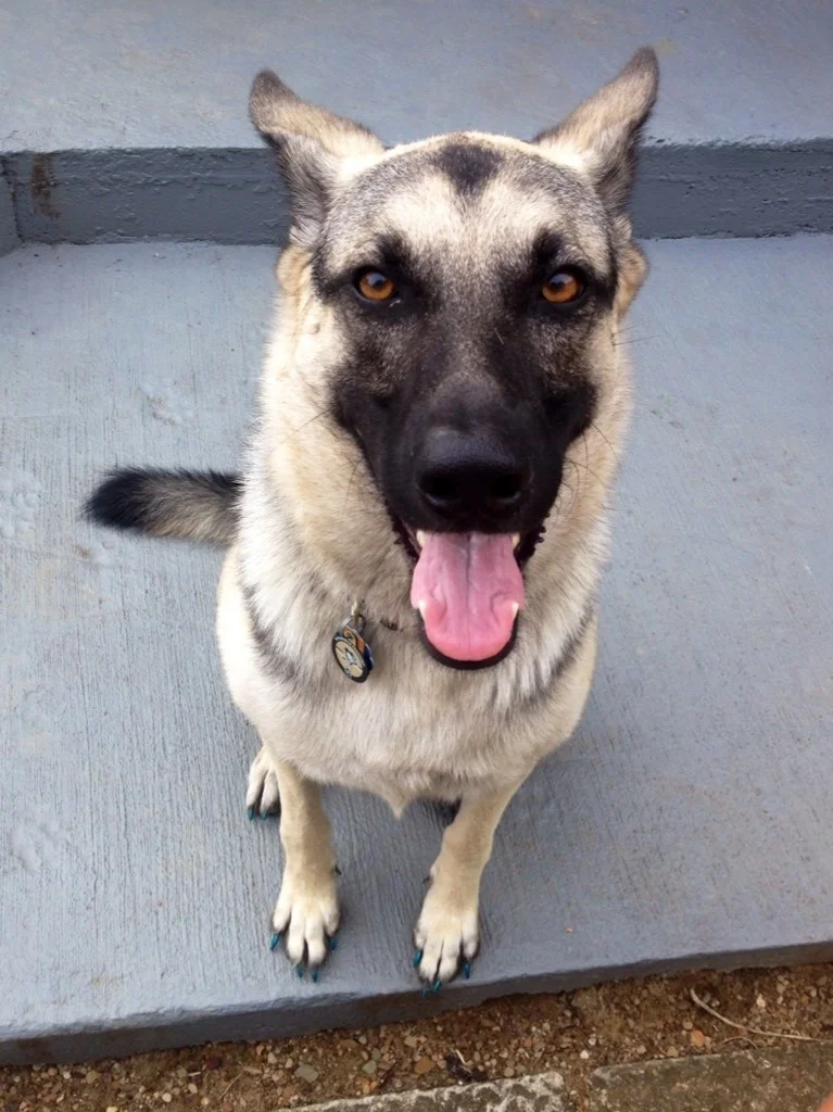 German Shepherds