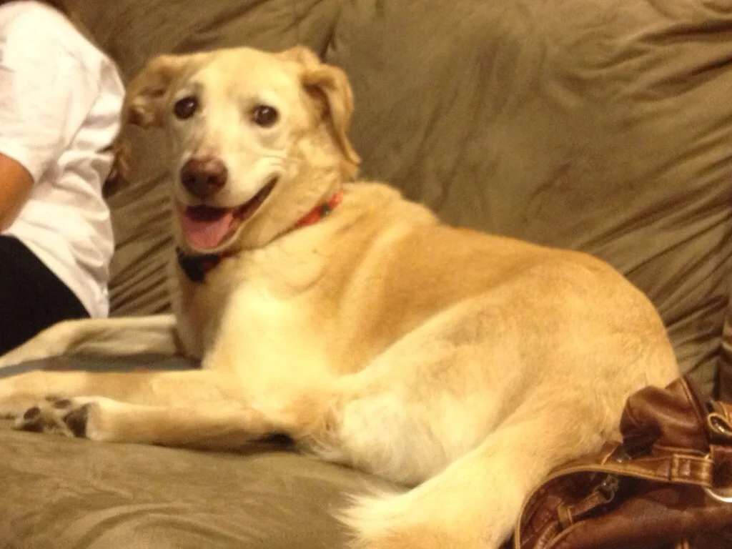 Lab Shepherd Mix