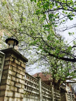Spring Blossoms