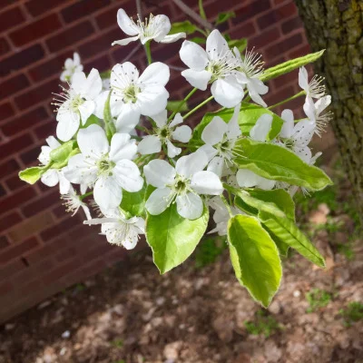 Flowers Blossoming
