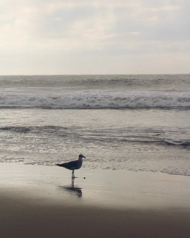Beach.jpg