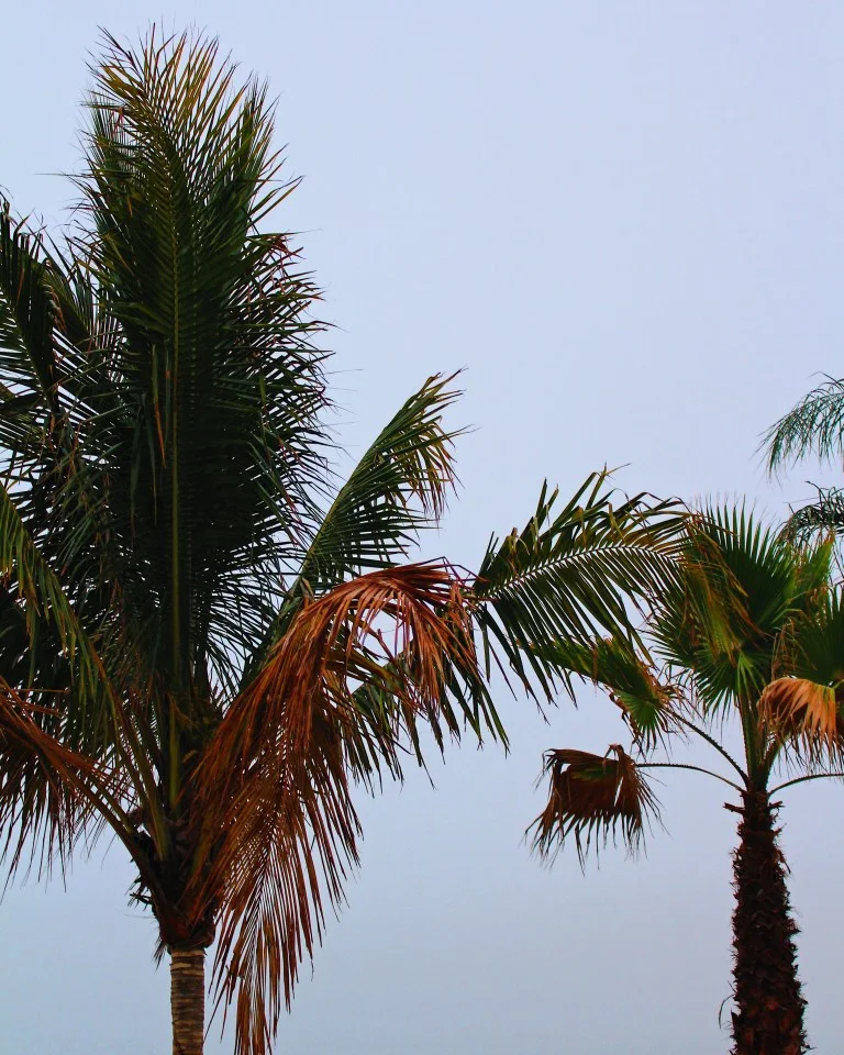 OCMD-Palm-Trees.jpg