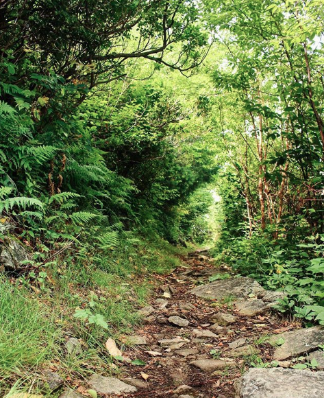 Appalachian-Trail-Shenandoah.png
