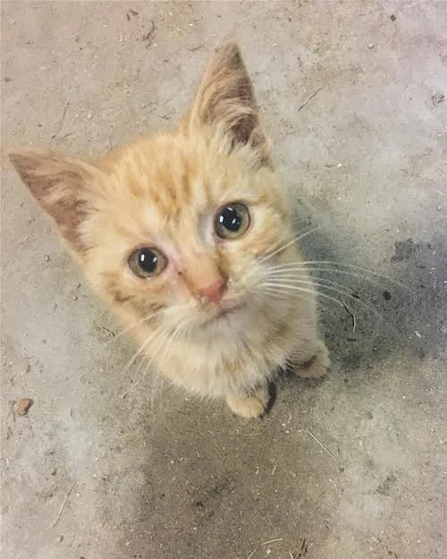 rescued kitten.jpg