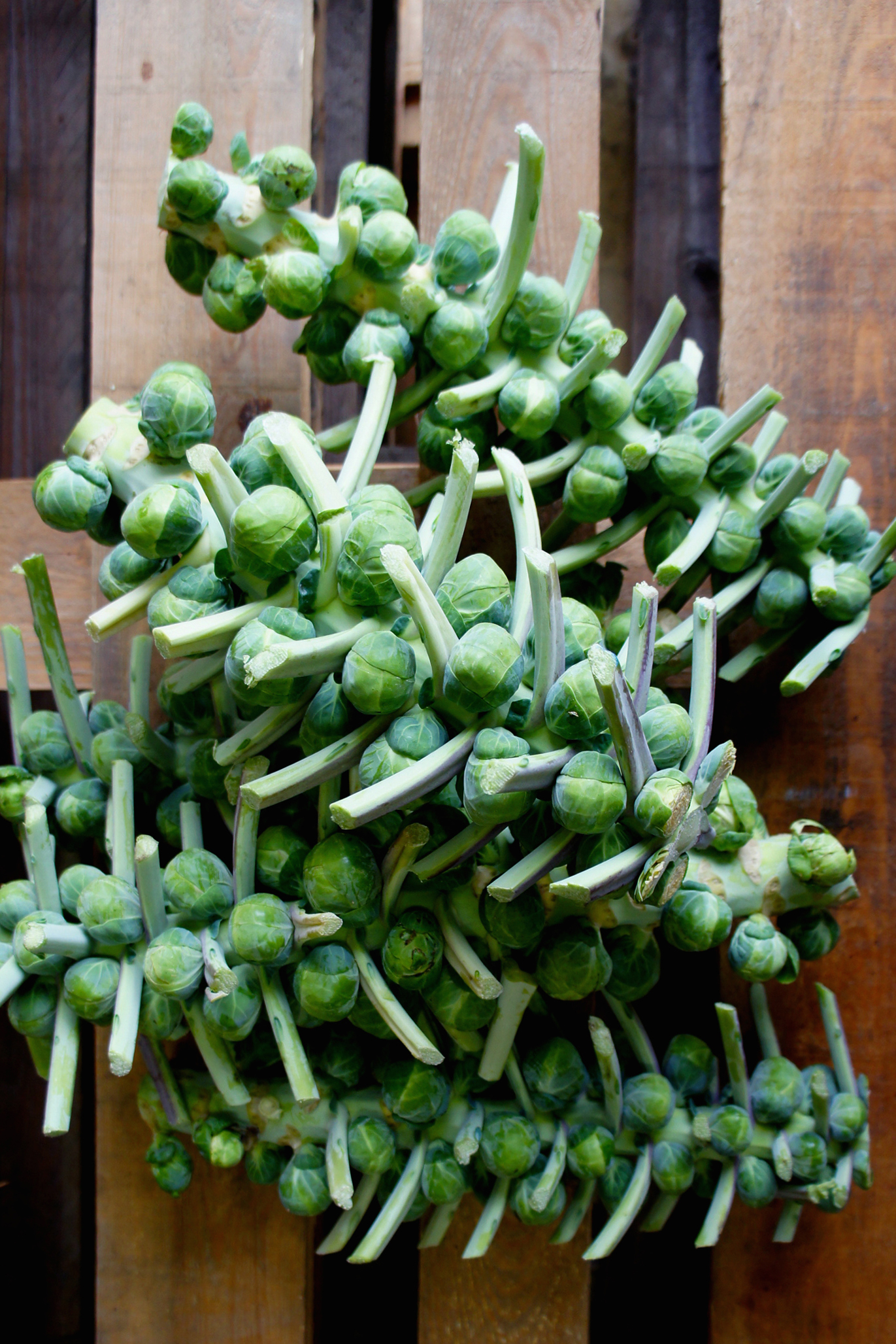 Brussels Sprouts.JPG