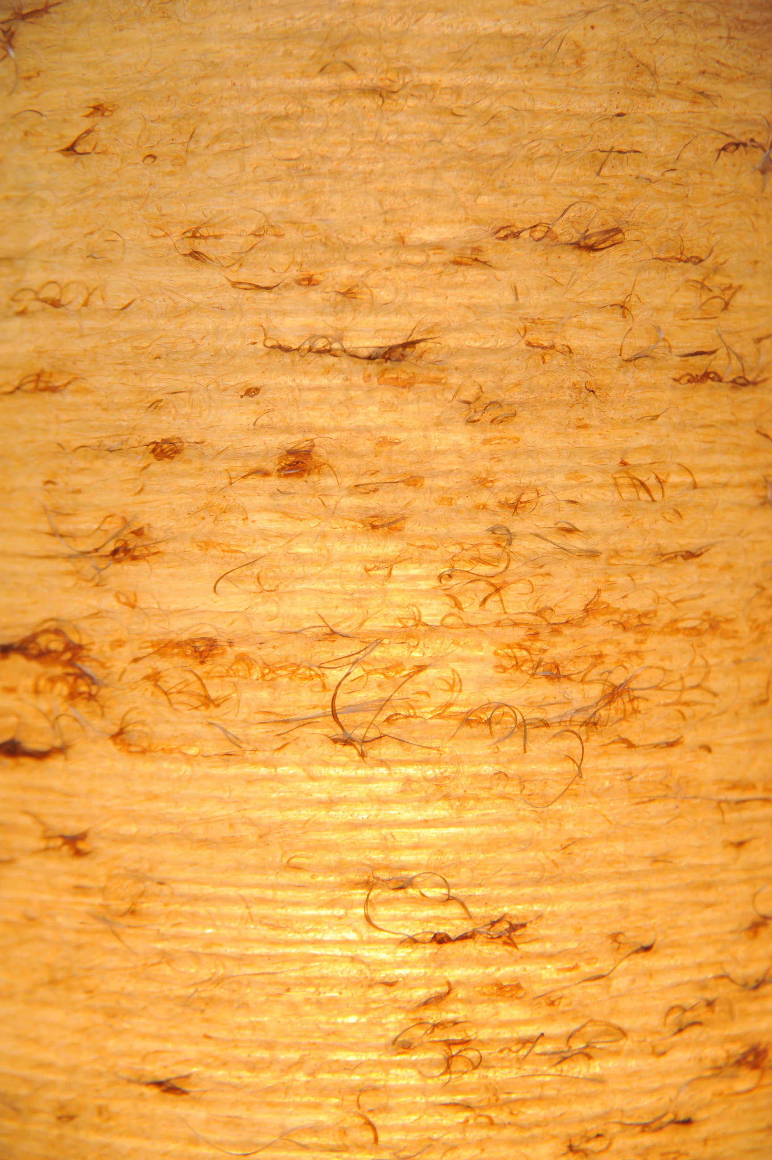 DSC_3981.JPG