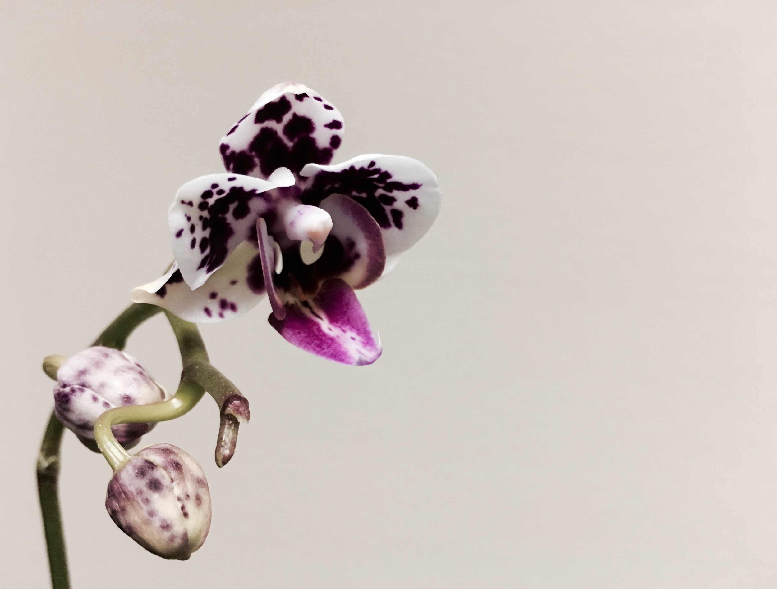 When I first got this little orchid, it had three beautiful flowers. But within a month, the flowers had withered and died. I thought my orchid was a goner. But the leaves were still green, so I brought it to a new environment and continued to care for it. It took time, but my orchid has blossomed again. I think it just needed a change in perspective.