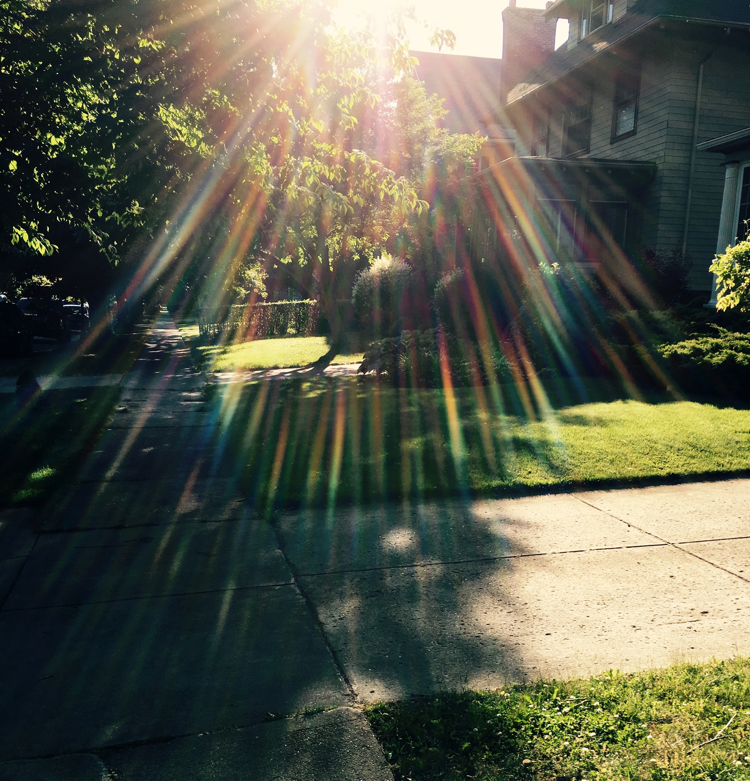 The sun through the trees on an evening walk.