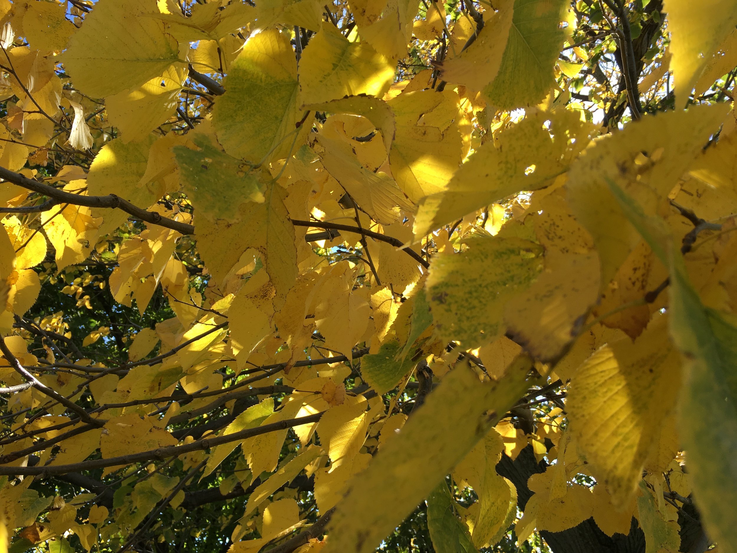They call me Mellow Yellow...just kidding, I'm as anxious as they come, but aren't these leaves pretty?!