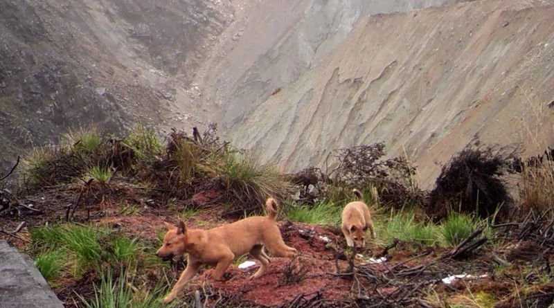 Photo from camera traps on second expedition.