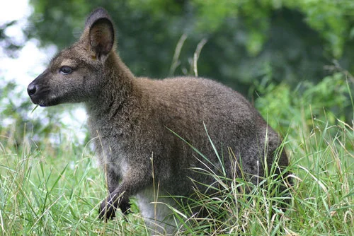 Red_necked_wallaby_Creative_Commons_By_Grendelkhan.jpg