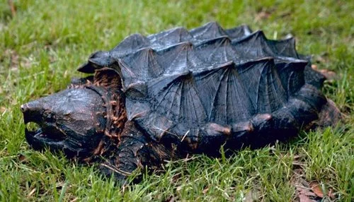 Alligator_snapping_turtle_By_Gary_M_Stolz_US_Fish_and_Wildlife_Service.jpg