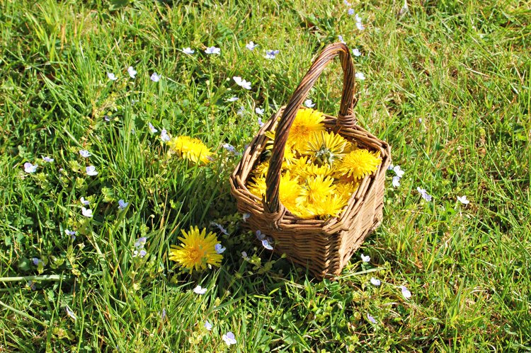 Dandelion flowers